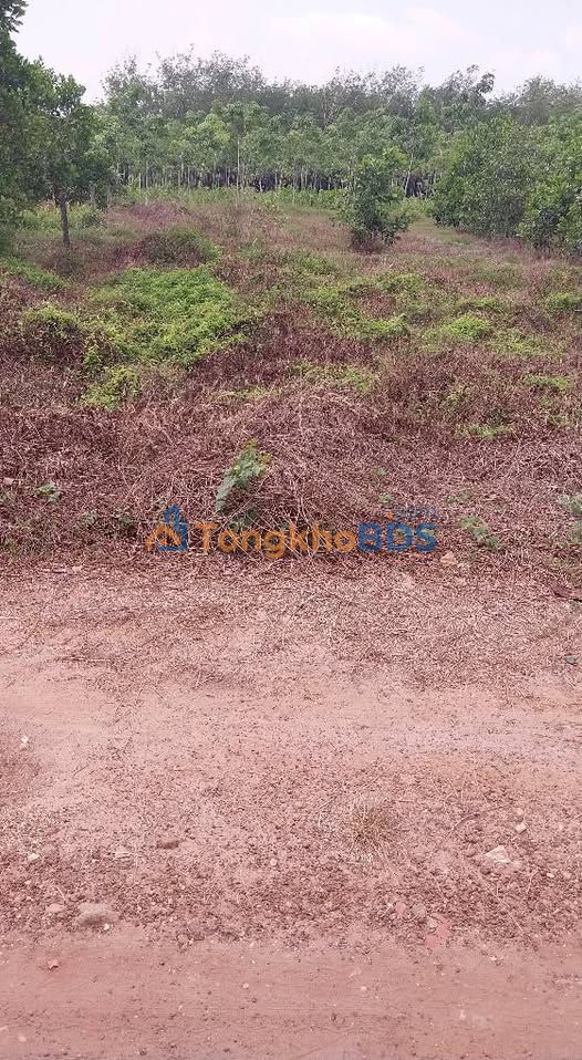 Đất ở Tây Ninh 439m² giá 270 triệu - Đường to ô tô vào tận