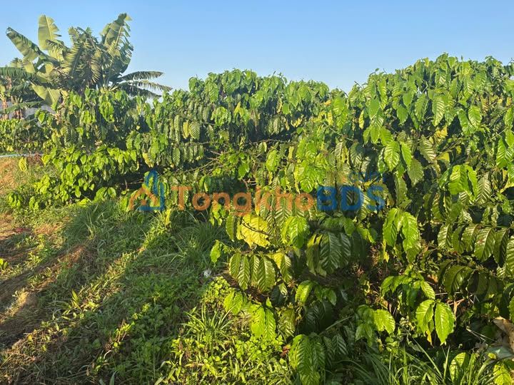 Đất nền Thôn 4 Lộc Bắc Bàu Lâm 2.988m² 2.158 tỷ - Sổ đỏ chính chủ