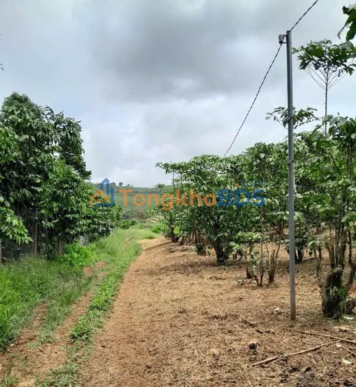 Đất vườn Lộc Ngãi Bảo Lâm 1.012m² 900 triệu - Sinh thái xanh