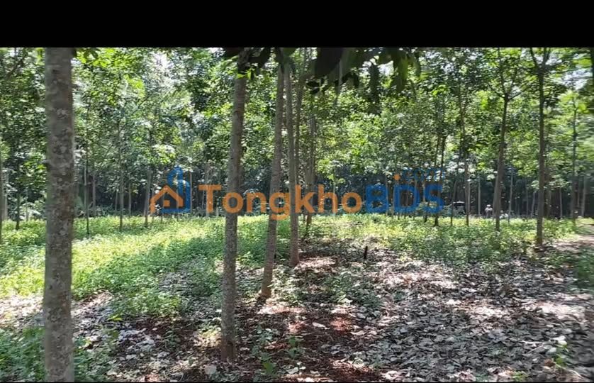 Farm Lộc Thiện 2.520m² 900 triệu - Giá đầu tư tốt