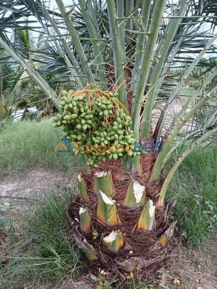 Nhà mặt tiền Vĩnh Khánh Rạch Giá 300m² 2.6 tỷ - Oto vào nhà