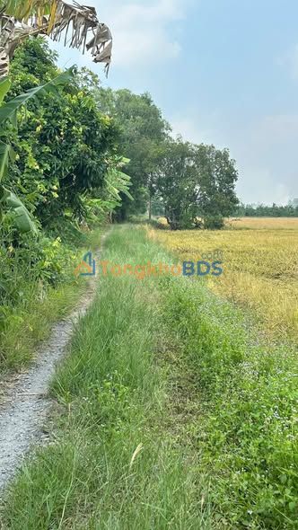 Đất nền Tân Phú Trung Củ Chi 4.000m² 350tr/1.000m - Giá tốt hiếm có