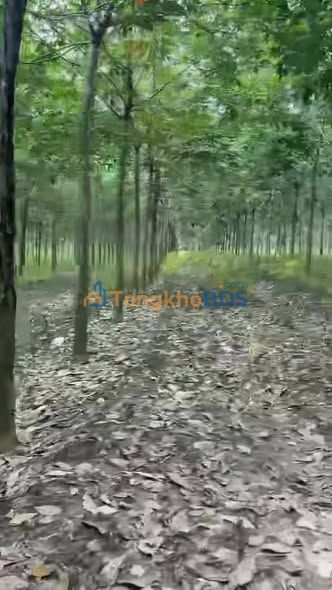 Đất Tân Hiệp Phú Giáo 5.000m² giá 5 tỷ - Sổ đỏ chính chủ