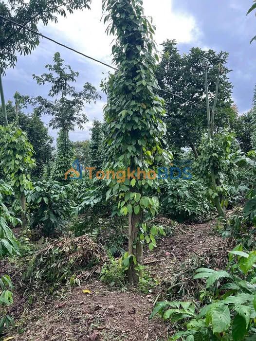 Đất Thành Công Buôn Ma Thuột 1692m² 1.8565 tỷ - Hạ tầng hoàn thiện