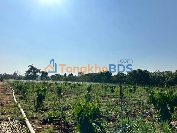 Đất vườn Ea Wer Buôn Đôn 10.000m² 4,14 tỷ - Đầu tư dài hạn