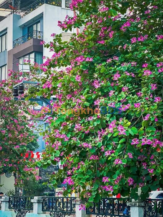 Nhà Thị trấn Phùng Đan Phượng 70m²/5 tỷ - Sẵn sàng ở ngay