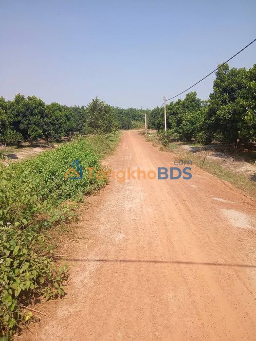 Đất vườn Tân Đông Tân Châu 3.8 mẫu 1.5 tỷ - Giá đầu tư tốt