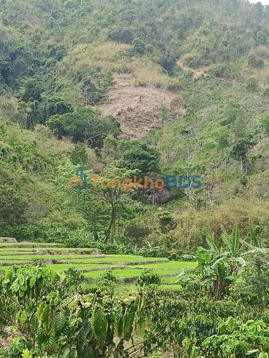 Đất vườn Đạ Tông Đam Rông 13.000m² 160 triệu - Nghỉ dưỡng lý tưởng