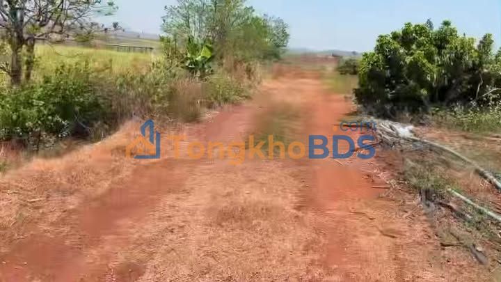 Farm Kon Chiêng Gia Lai 33,33 tỷ - Đầu tư dài hạn