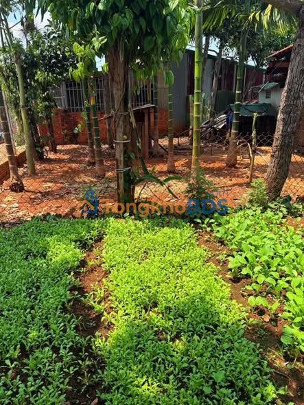 Đất nền Đắk R'La Đắk Mil 132m² 960 triệu - Đất thổ cư 100%