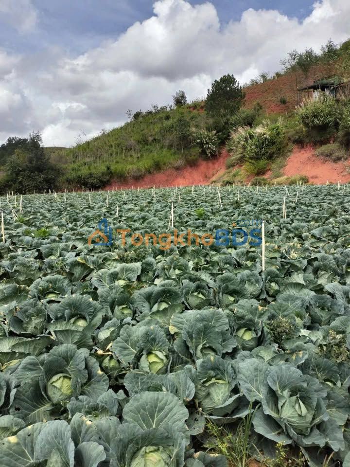 Đất vườn Đà Lạt Điện Biên Phủ 4000m² 12.222 tỷ - Sổ đỏ