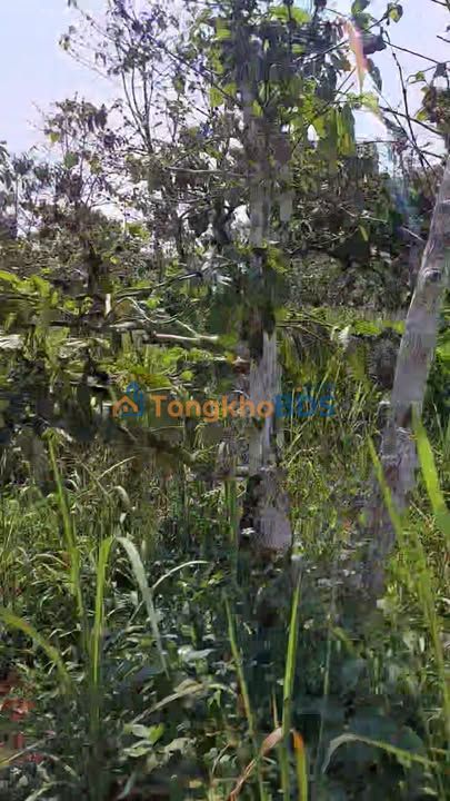 Đất vườn Đắk Ha Đắk Glong 2520m² 1.3 tỷ - Sinh thái xanh