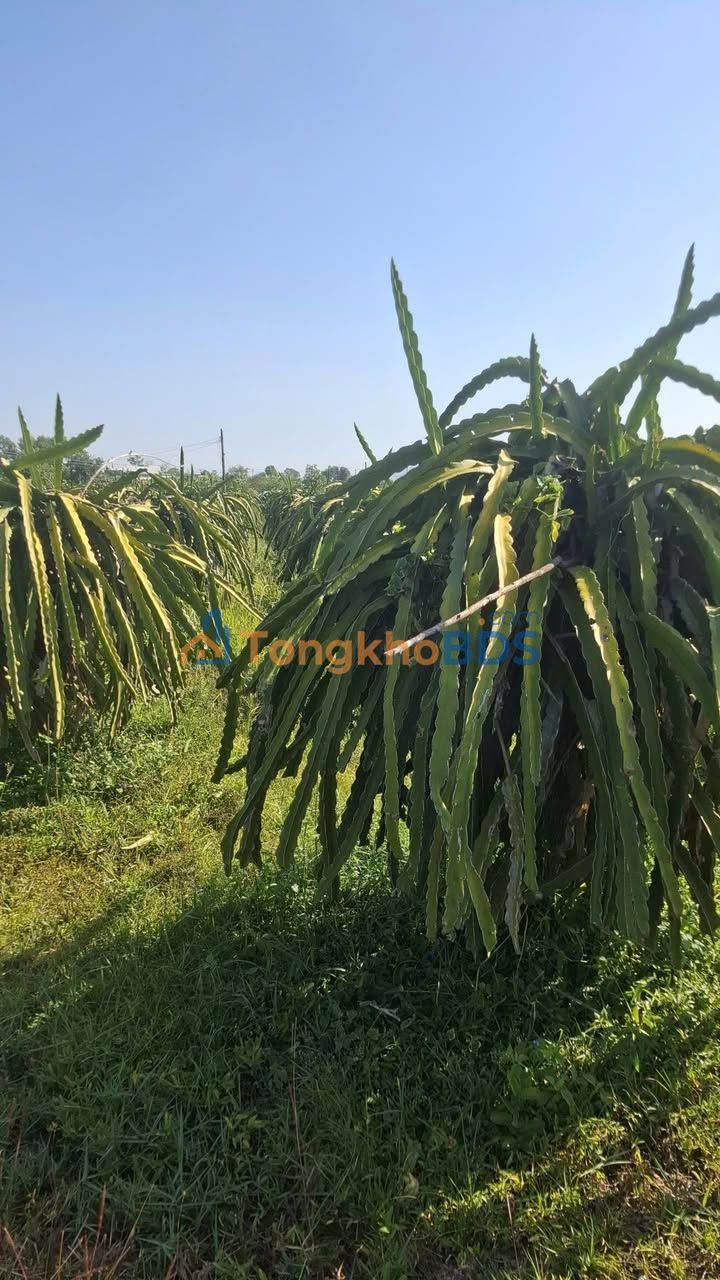 Đất vườn Hàm Tiến 684m² 532tr - Đầu tư dài hạn