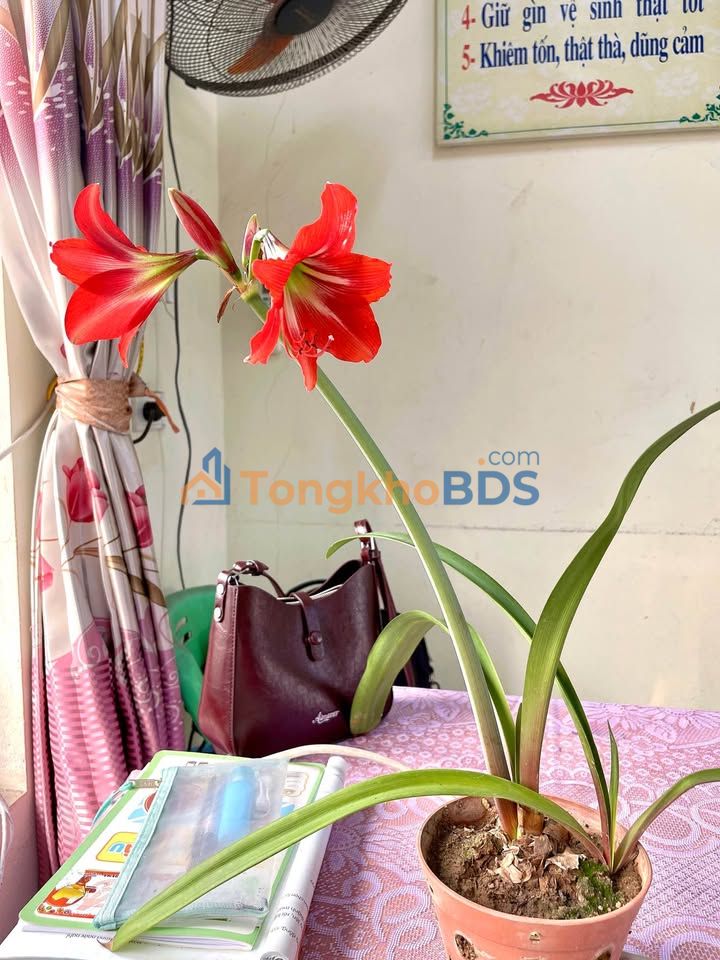 Đất nền Tam Đa Bắc Ninh 90m² 1.2 tỷ - Tiềm năng tăng giá