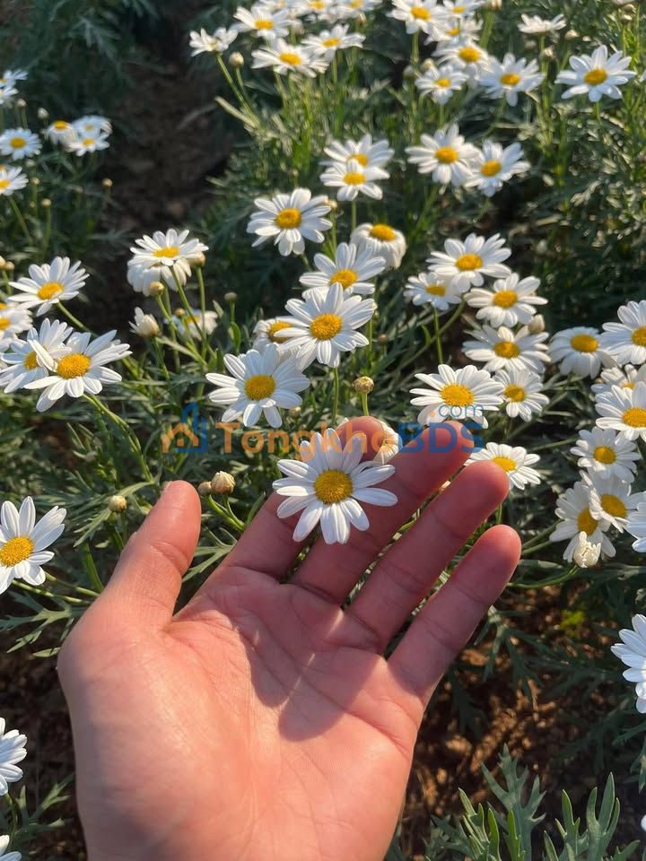 Đất nền Nam Sơn Quế Võ 50m² 1.99 tỷ - Sổ đỏ chính chủ