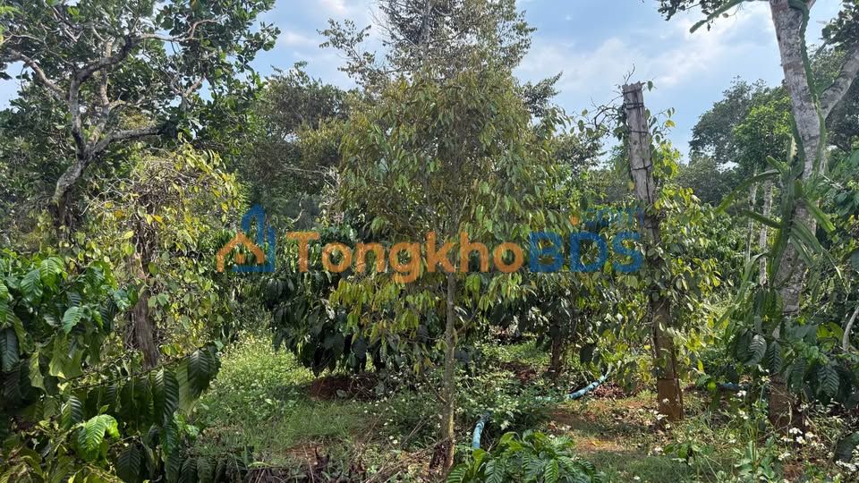 Đất vườn Thôn 6 Đắk Ha 2,2ha 3,7 tỷ - Sinh thái xanh