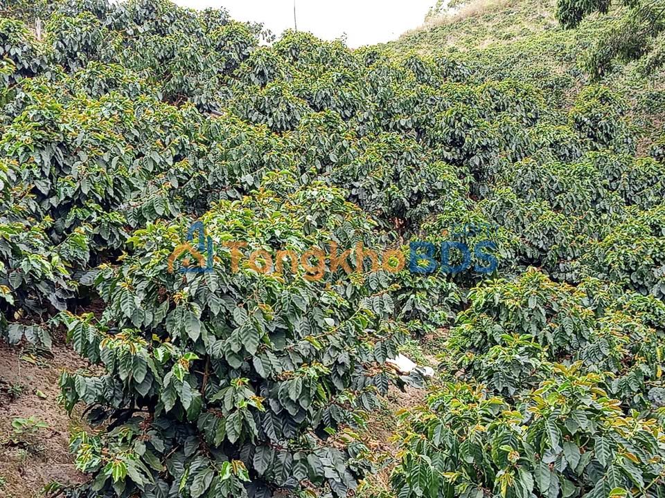 Đất cà phê Cam Ly 1ha 300tr/sào - Sổ đỏ chính chủ