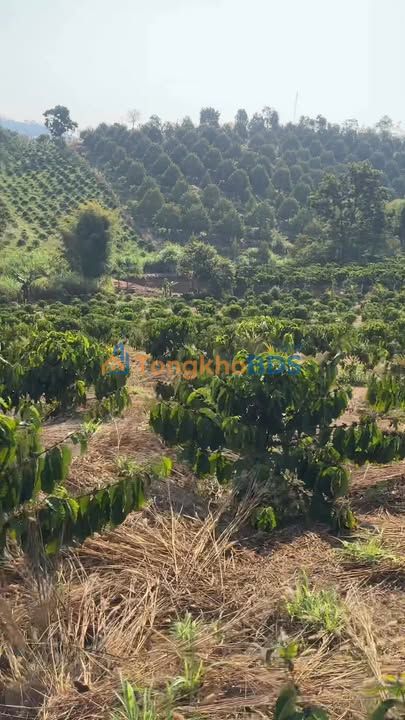 Đất vườn Trường Xuân 1.8ha 3.6 tỷ - Sổ đỏ chính chủ