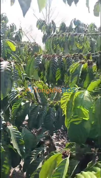 Đất nền Ấp Lâm Bô Lâm Hà 432m² giá 580 triệu - Sổ đỏ chính chủ