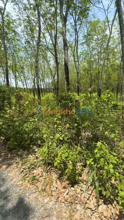 Đất Hưng Thuận Trảng Bàng 3400m² – Đường ô tô lớn