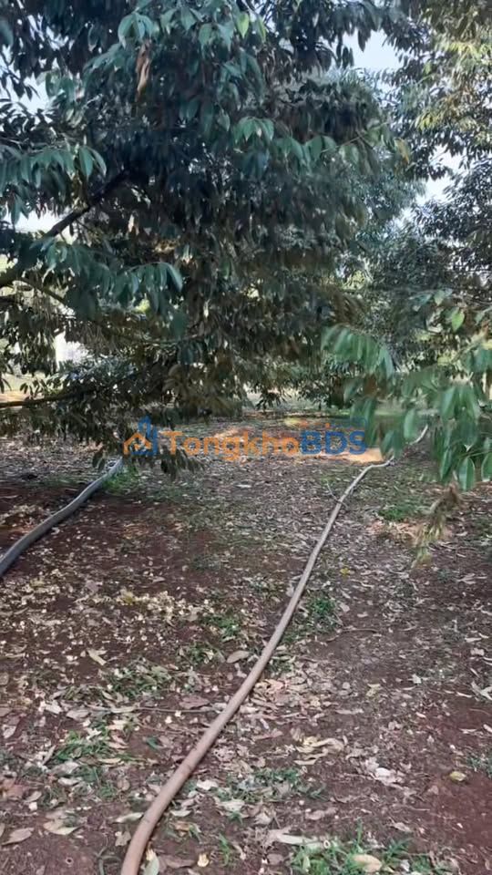 Đất vườn Xuân Tân Long Khánh 1,1 mẫu 10 tỷ - Sinh thái xanh