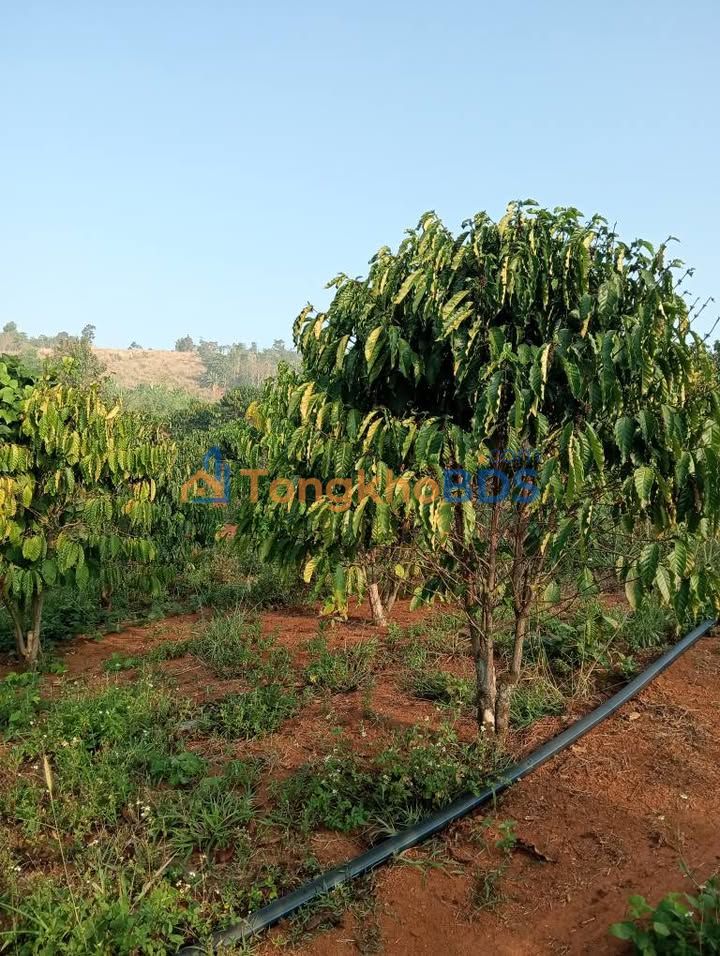 Đất vườn Thôn 5 Quảng Tâm 3ha 3,3 tỷ - Tiềm năng tăng giá