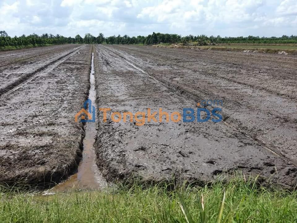 Đất ruộng Thành Trung 18.000m² 2,79 tỷ - Giá tốt hiếm có