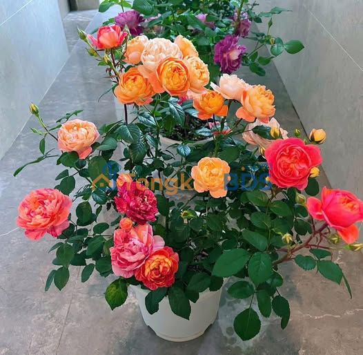 Nhà nguyên căn Tăng Nhơn Phú A 150m2 6.5tr - Sẵn ở ngay