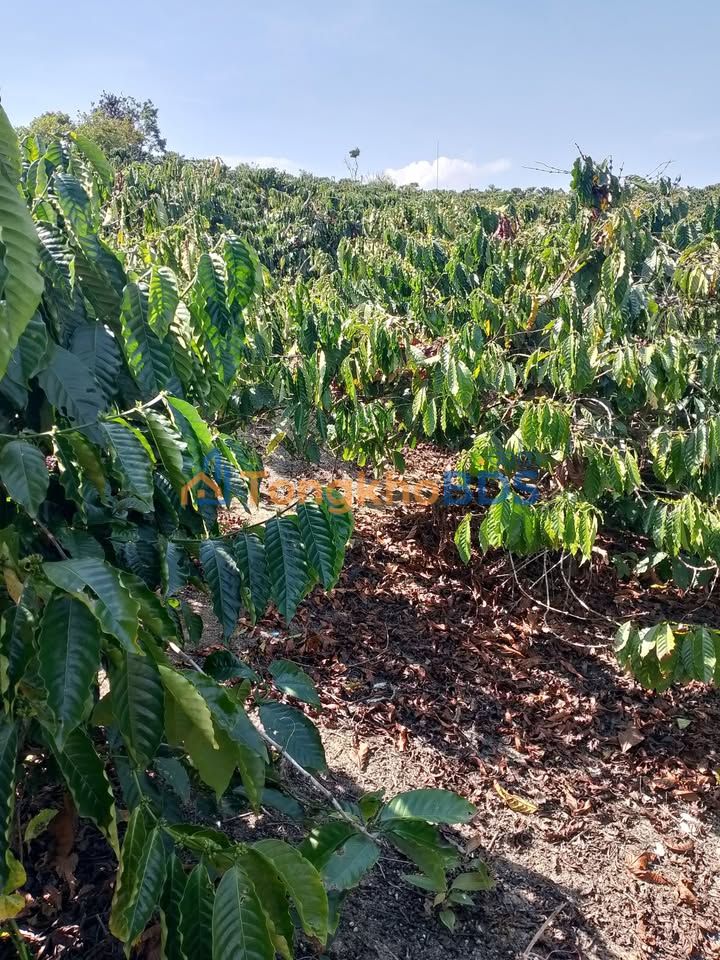 Đất nền Tân Lâm Di Linh 1.3ha giá 2.1 tỷ - Đường to ô tô