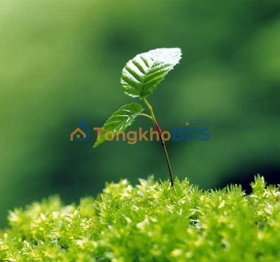 Đất nền Trương Quang Trọng 450m² 1.3 tỷ – Sổ đỏ chính chủ