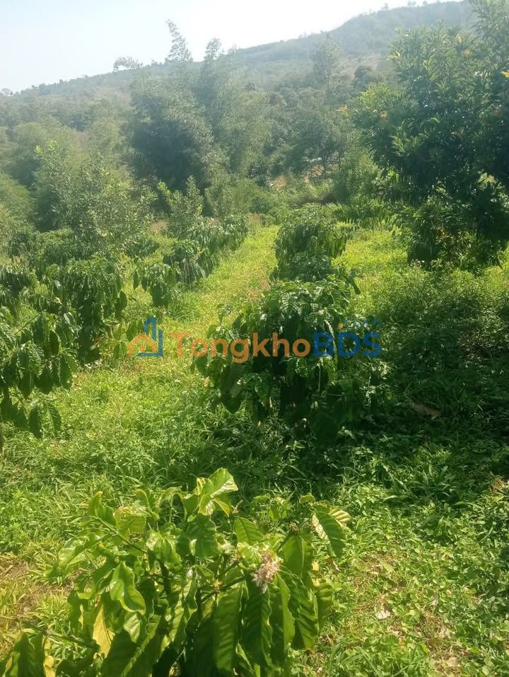 Đất nền Ea Hồ Krông Năng 3.132m² 1 tỷ - Sổ đỏ chính chủ