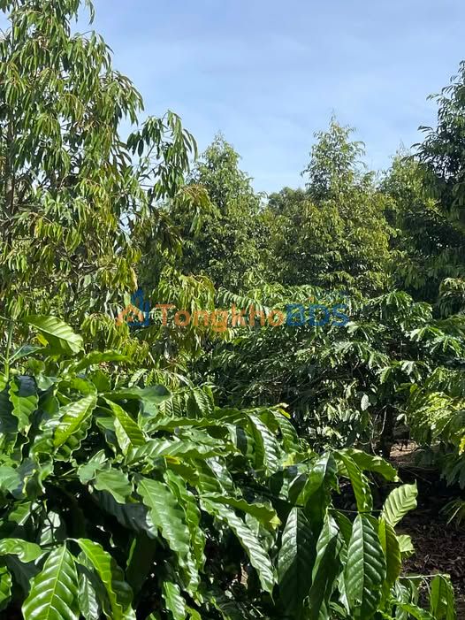 Đất nền Quảng Tín Quế Sơn 1,2ha 3 tỷ - Pháp lý rõ ràng