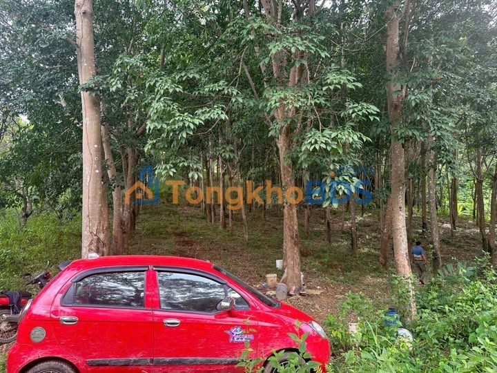 Đất nền Hòa Phú Buôn Ma Thuột 2,1ha 2,5 tỷ - Đường to ô tô