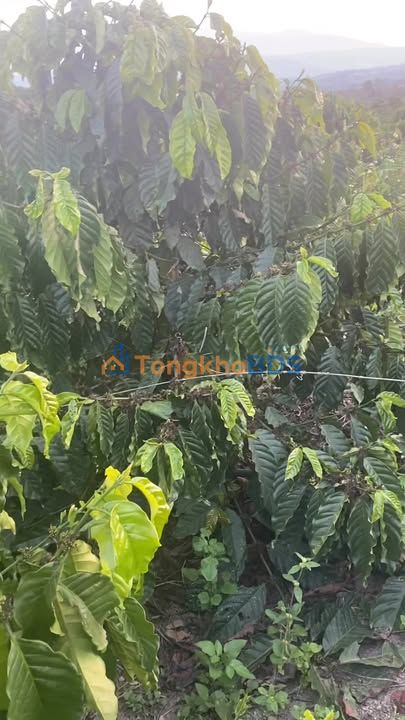 Đất vườn Tân Hà Đan Phượng 1ha 2.5 tỷ - Sinh thái xanh