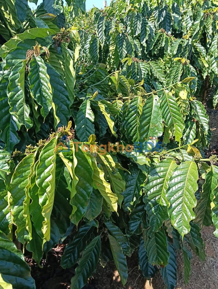 Đất nền Phúc Thọ Lâm Hà 432m² 580 tr - Sổ đỏ