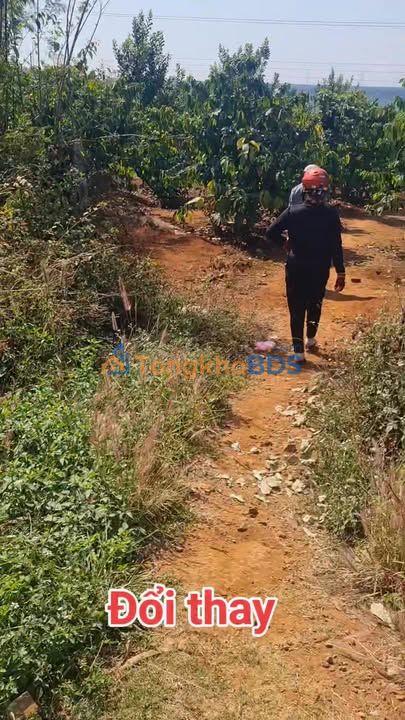 Đất nền TL 664 Ia Grai 10.240m² - Sổ đỏ chính chủ