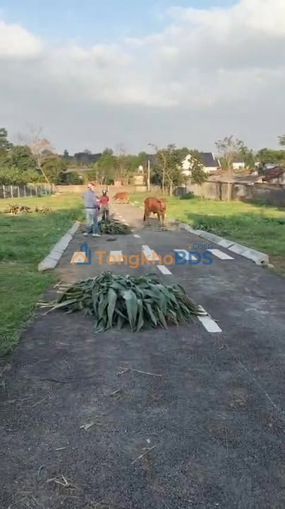 Đất thổ cư Ba Vì 300m² 1,x tỷ - Sổ hồng sẵn mặt nhựa K9