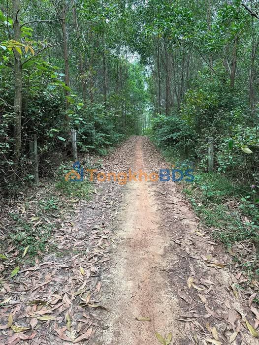 Đất rừng Đông Hà 20.000m² 1.4-1.598 tỷ - Đường ô tô vào