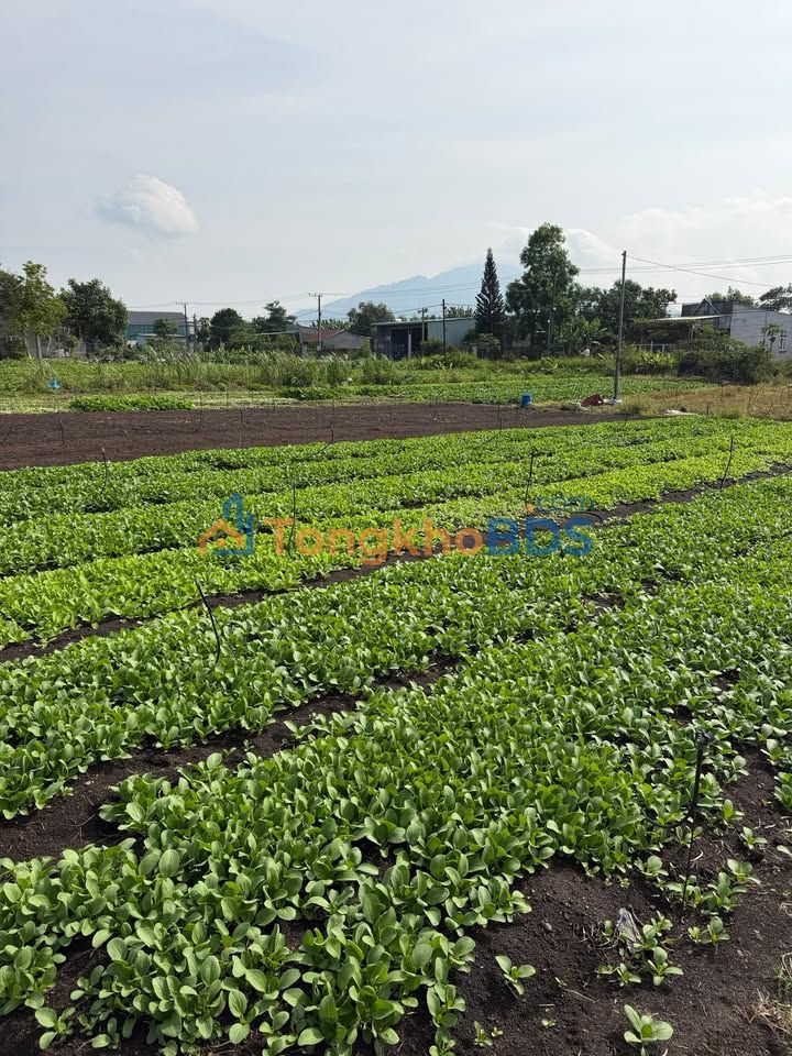 Đất Xuân Phú Xuân Lộc 175m² - Sổ đỏ chính chủ