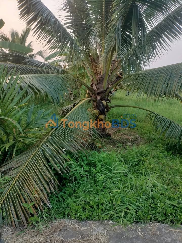 Đất vườn An Ngãi Trung 3,4 công 1,36 tỷ - Sổ đỏ chính chủ