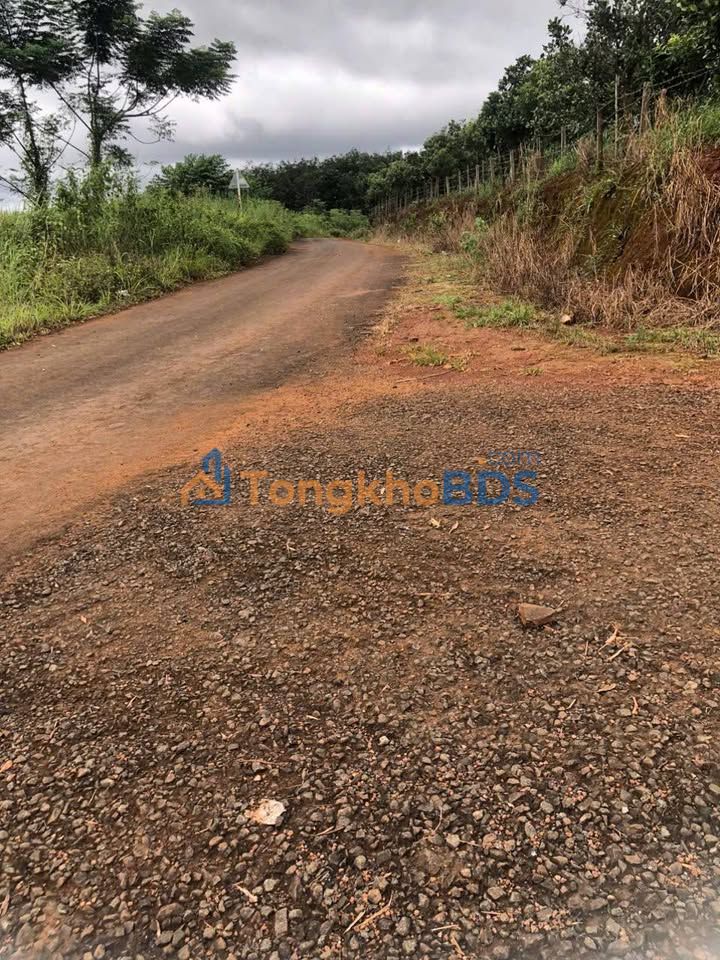 Đất nền Quảng Tân 3ha 900 triệu - Sổ đỏ chính chủ