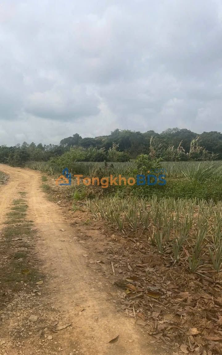 Đất nền Bắc Sơn Thanh Hóa 500m² 6xxtr Đông Nam xây dựng tự do