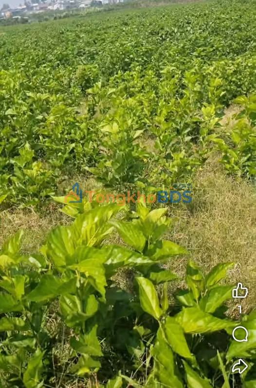 Đất nền Thanh Bình Đức Trọng 720m² - Pháp lý rõ ràng