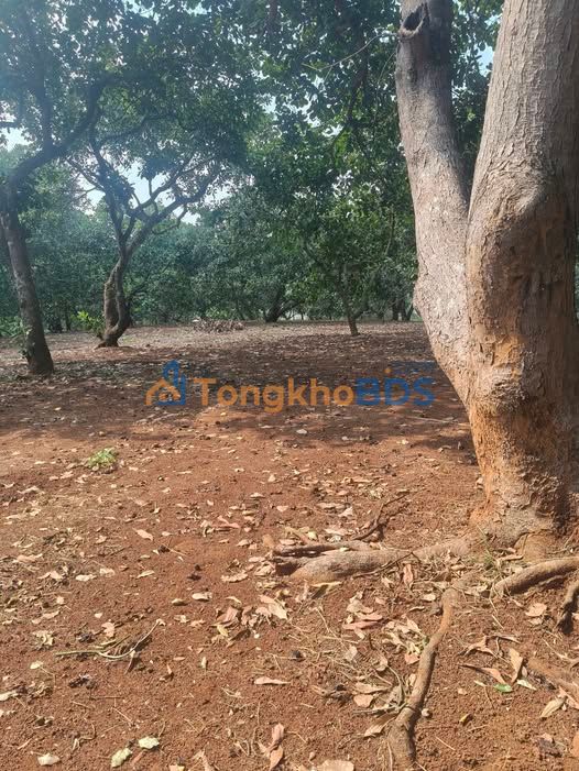 Đất vườn Phú Xuân Tân Phú 4 ha 4 tỷ - Sinh thái xanh