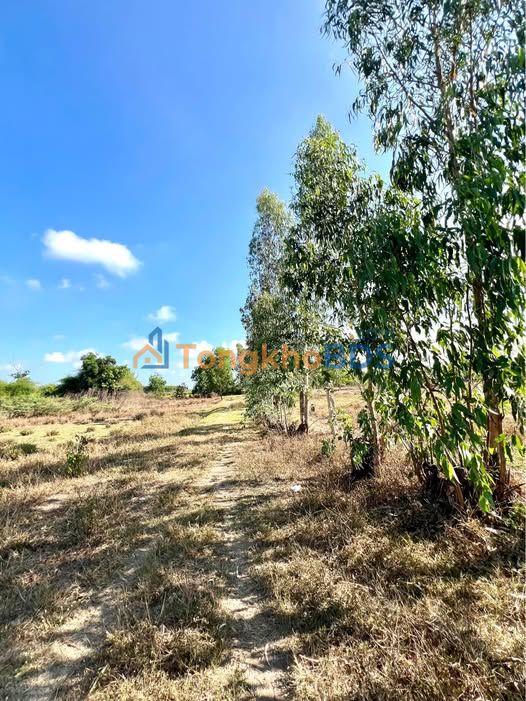 Đất nền Hàm Liêm 1.440m² 480 triệu - Đường ô tô