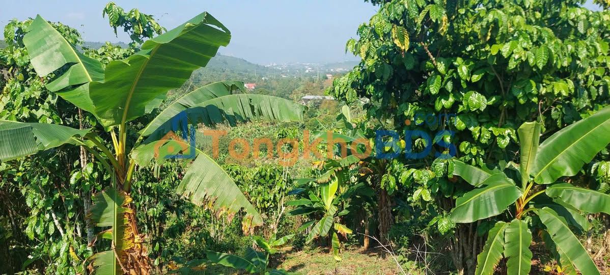 Đất Triệu Quang Phục Bảo Lộc 1953m² 4.6 tỷ - Đường ô tô