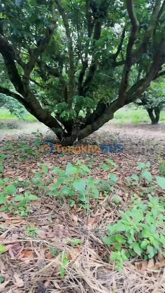 Đất nền Bình Khê Đông Triều 2.000m² giá 1,01 tỷ - Sổ đỏ chính chủ