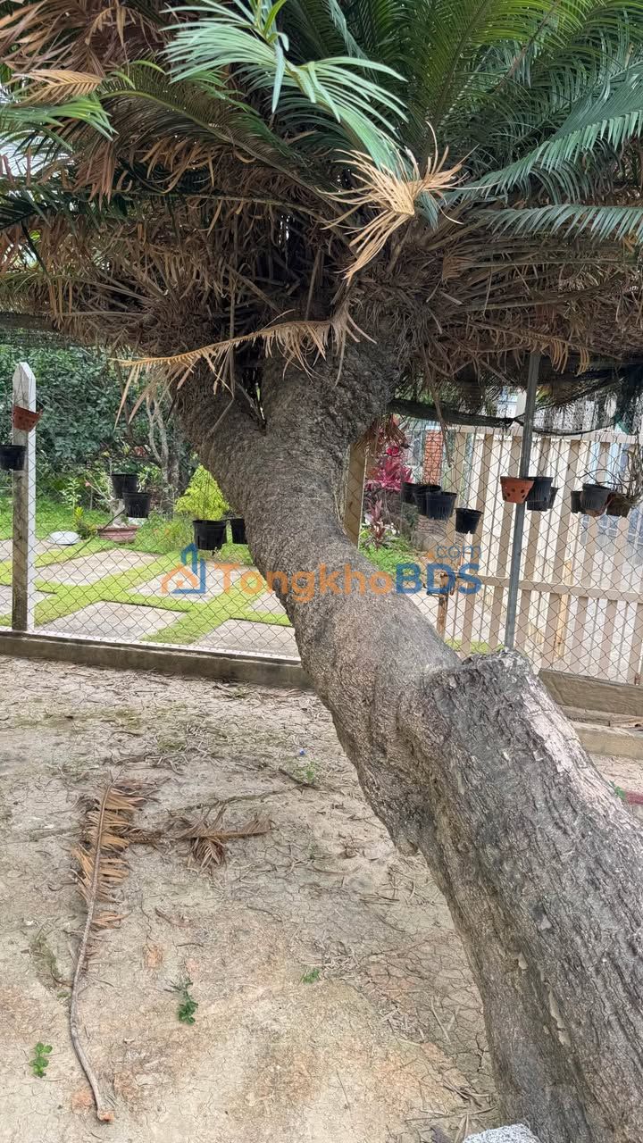 Townhouse Vĩnh Thạnh 710m² 14.2 tỷ - Vị trí đắc địa