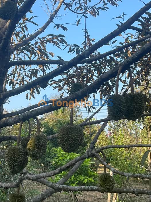 Đất nền Cây Thông Trong K8 Phú Quốc 500m² - Tiềm năng cao