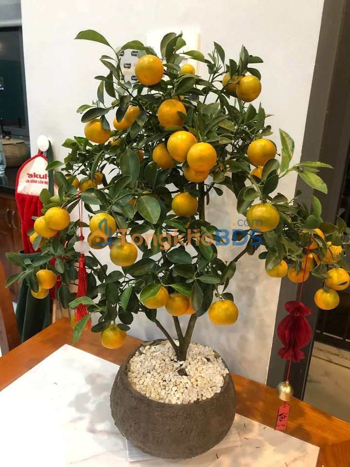 Phòng trọ Tuệ Tĩnh Hà Giang 20m² 0,95 triệu - Sẵn ở ngay